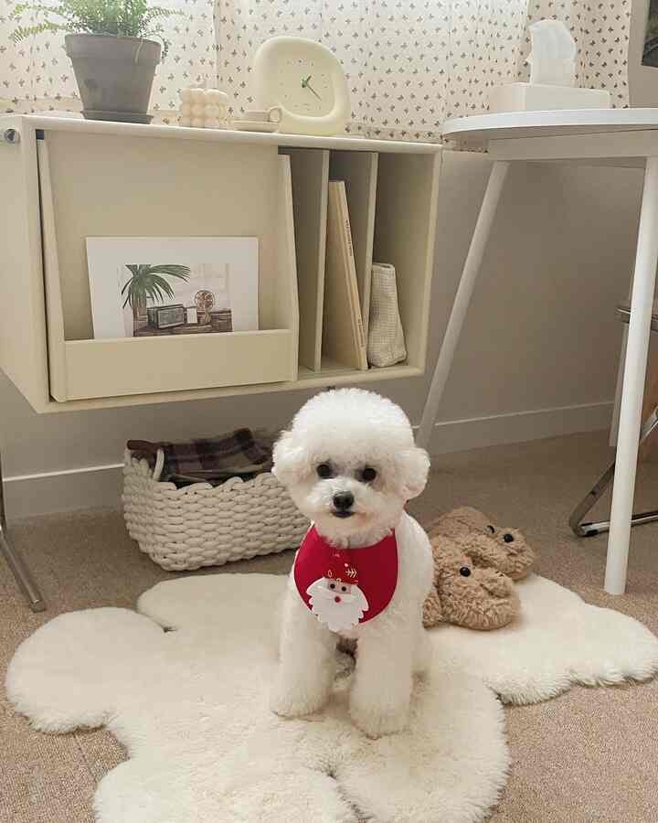 A cozy living space in beige and white natural tones featuring a small white dog sitting on a cloud-shaped rug beneath a wall-mounted bookshelf
