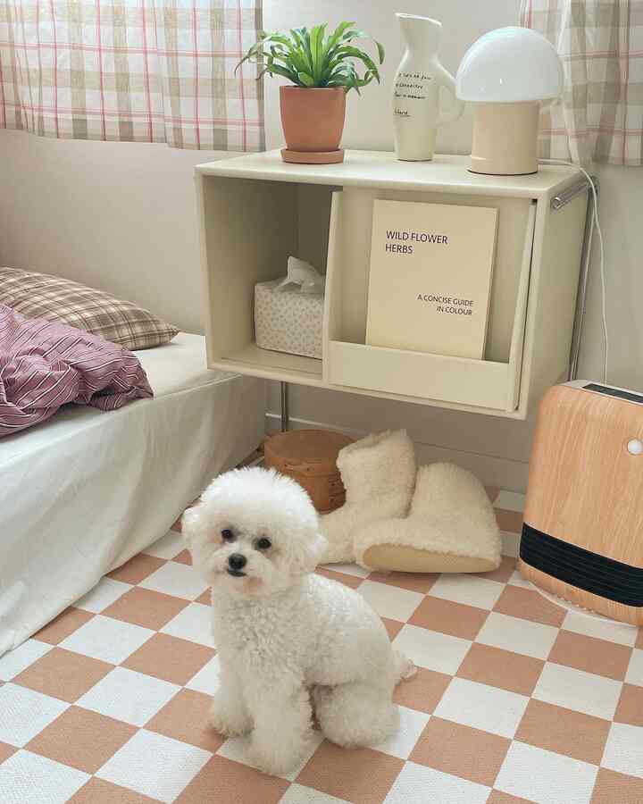 Ivory and white toned bedroom with checked rug and curtains, featuring a white fluffy dog sitting centrally in a cozy space