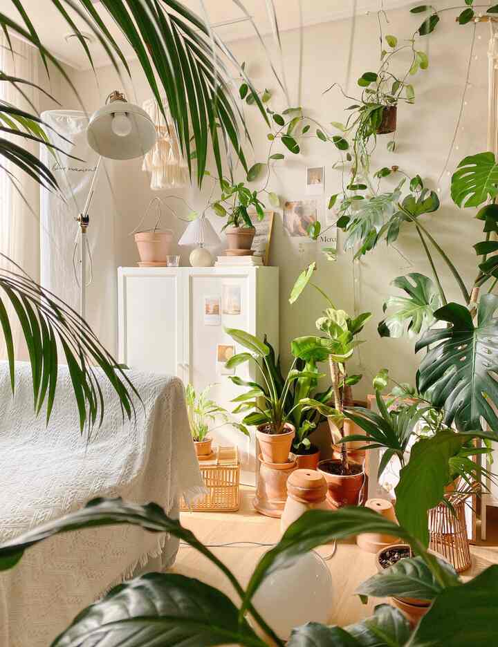 As winter approaches, the green plants seem to be taking a long break and the rate at which new shoots are sprouting is slowing down. In particular, the growth of the foliage plants gathered in one corner of the living room has slowed down noticeably.