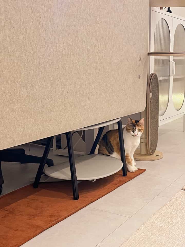 ベージュ調の壁と床、オレンジ色のラグのあるリビング隅に猫と爪とぎが配置されたナチュラルモダンな空間