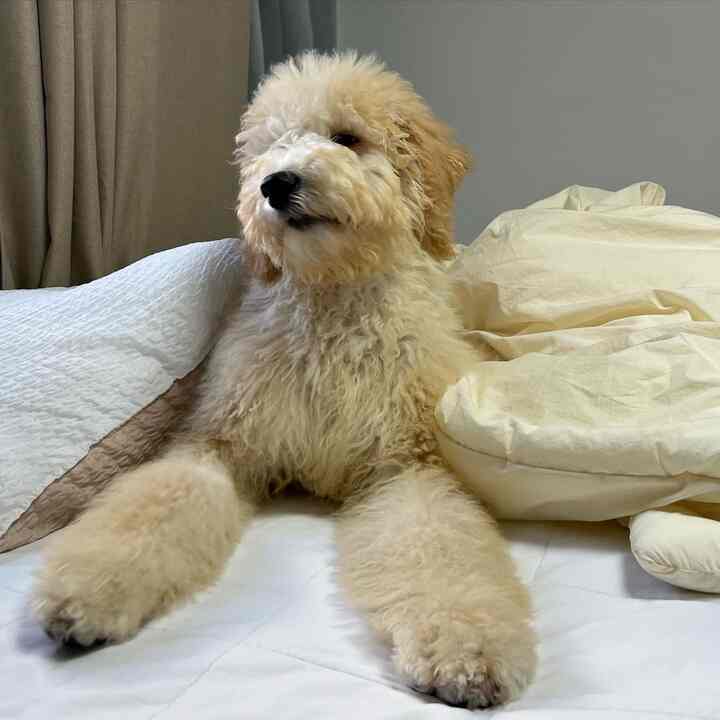 White and beige toned bedroom featuring soft bedding and a fluffy dog comfortably lying in the center