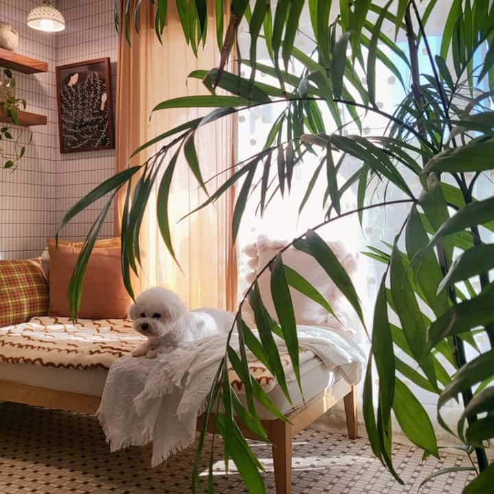 Beige-toned curtains and natural modern style daybed in living room featuring a small pet dog and lush green plants creating cozy ambiance