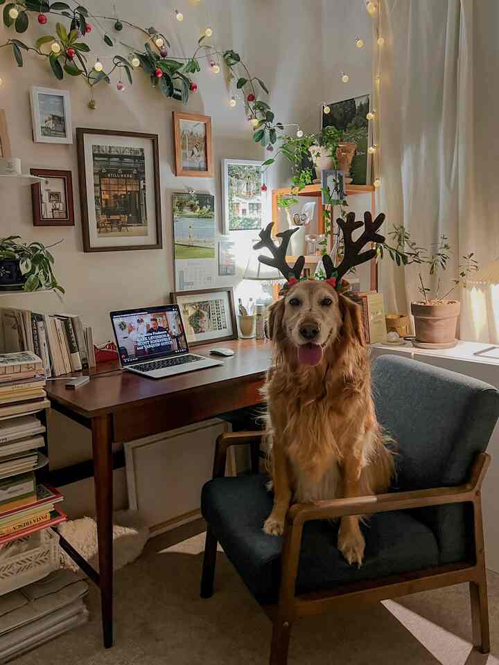 Warm wood tones and natural colors fill a cozy living room home office with a dog wearing a Rudolph headband sitting on an office chair