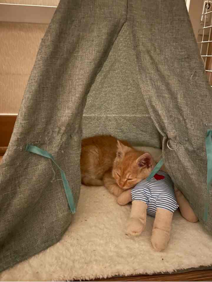 Natural gray pet house featuring an orange kitten sleeping peacefully with a striped attachment doll inside