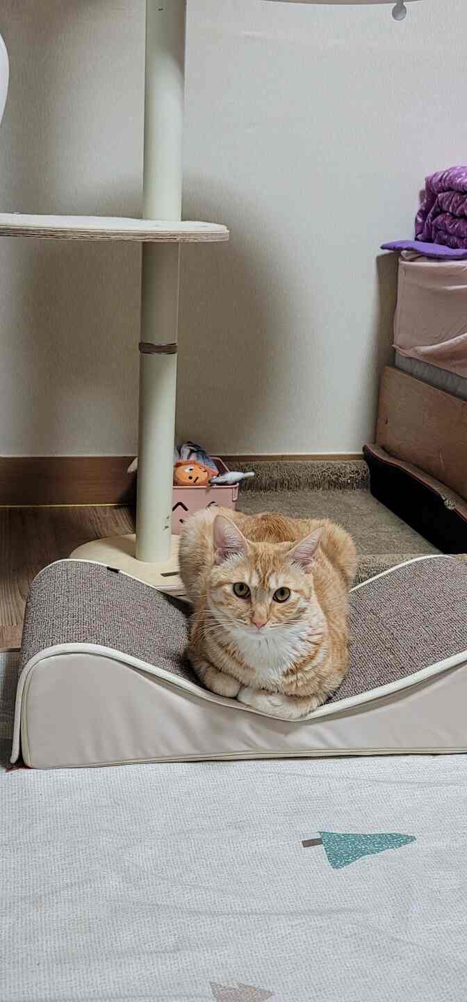 ベージュの色調の寝室、猫とキャットタワー、爪とぎが配置された落ち着いた雰囲気のインテリア