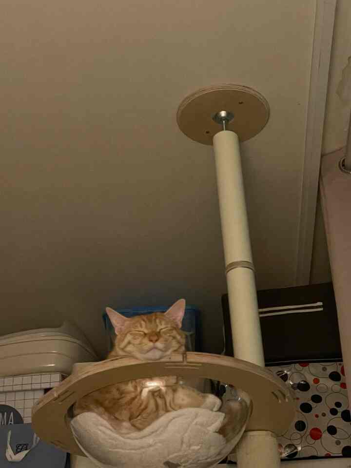 Natural-tone living space featuring a cat comfortably resting on a cat tower, creating a cozy atmosphere