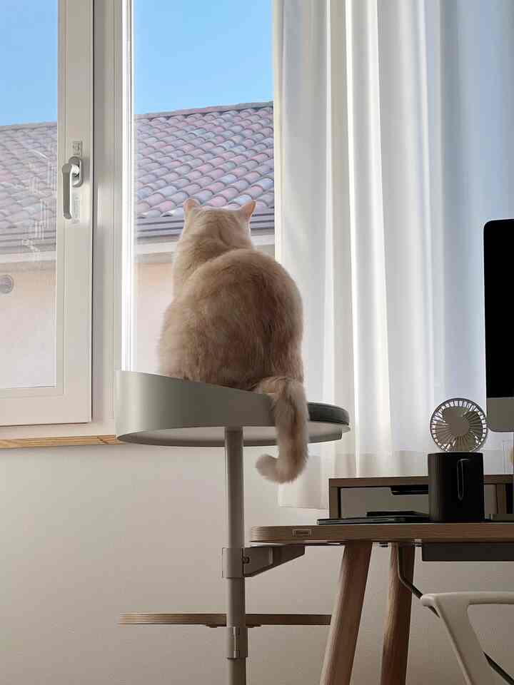 白とナチュラルカラーが調和した窓際のキャットタワーに座る猫がいる清潔感のあるホームオフィス空間