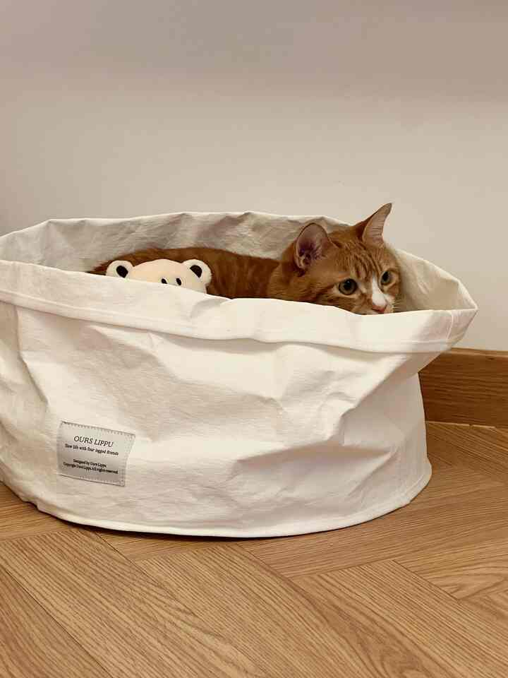 Beige tone slip bag with a cat lying inside creating a cozy pet space