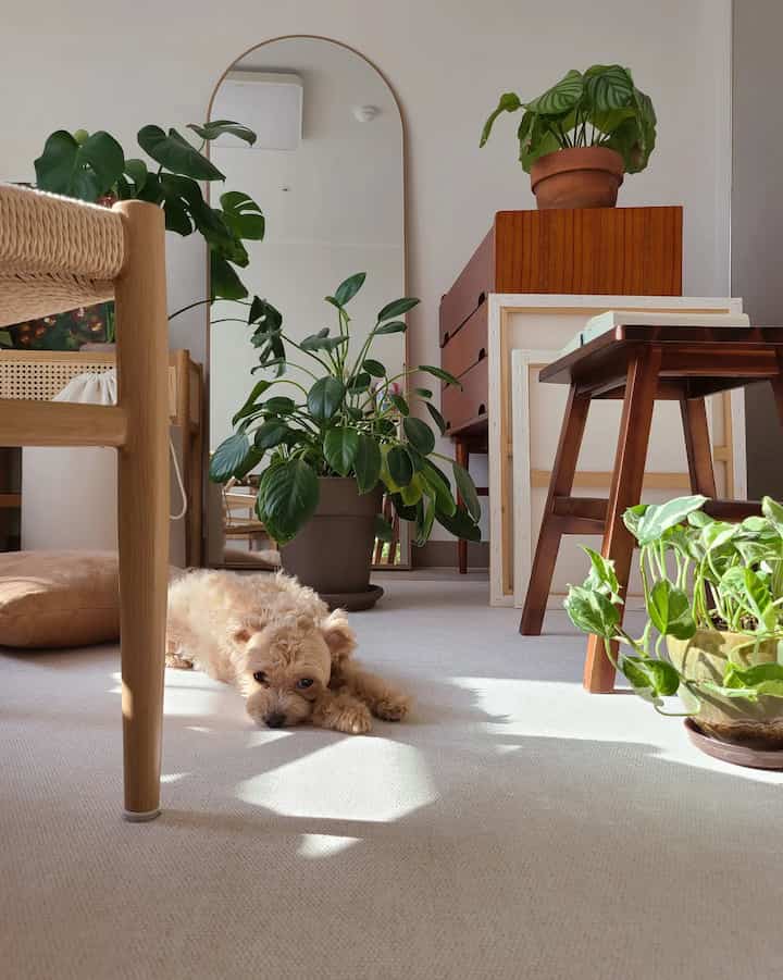 Natural tones and wood furniture with plants in a sunlit cozy bedroom space featuring a dog lying on the rug