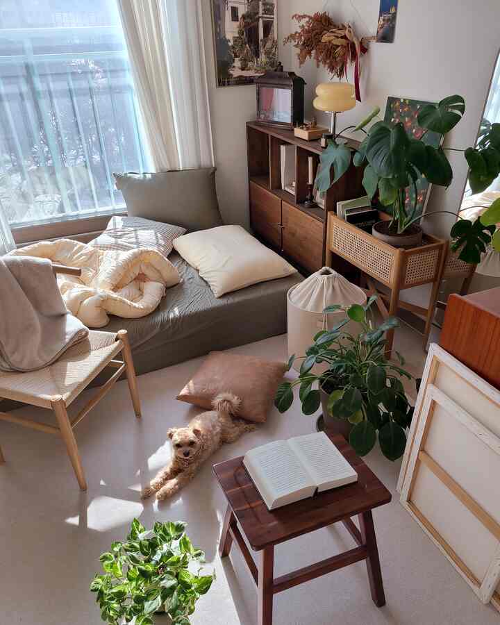 Natural-toned single household living room featuring sofa bed, stool, plants, and a relaxed dog creating a cozy atmosphere