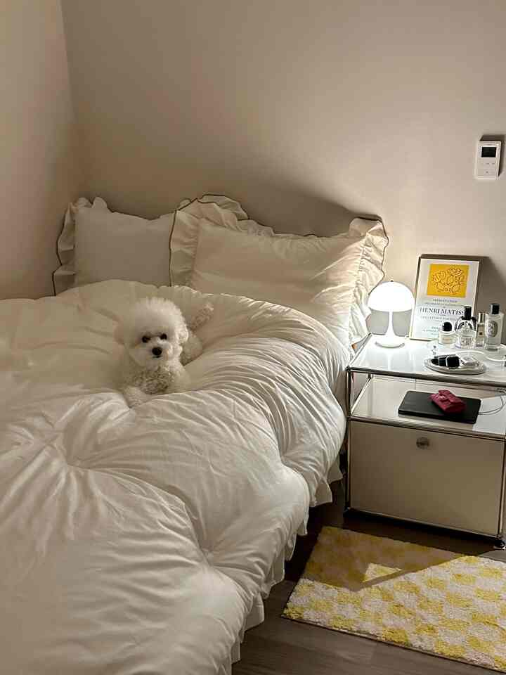 白と黄色のトーンが特徴の寝室、中央のベッドに白い犬がいるミッドセンチュリーモダンスタイルのシンプルな空間