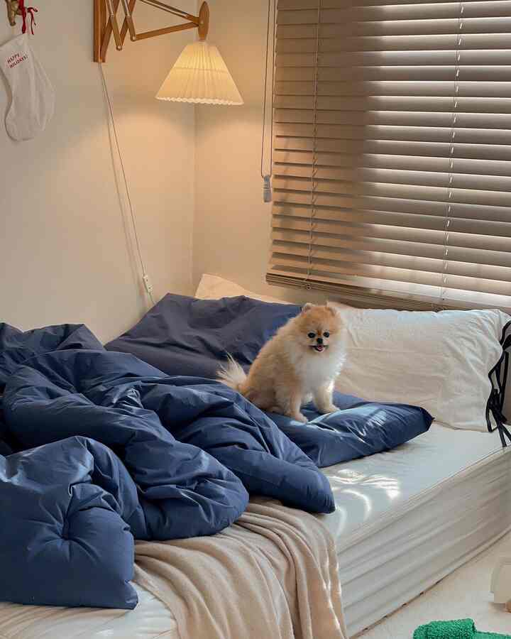 Natural wood tone bedroom with blinds, cozy space featuring a dog sitting on navy bedding
