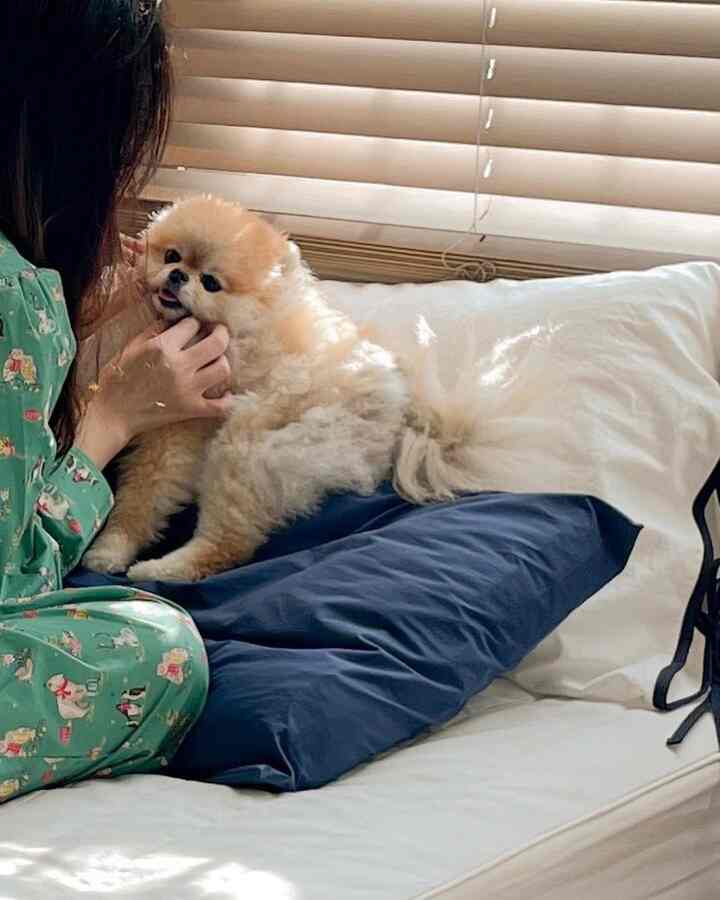 White sofa with navy cushion in a living room, featuring a small fluffy dog sitting on the sofa, creating a cozy atmosphere