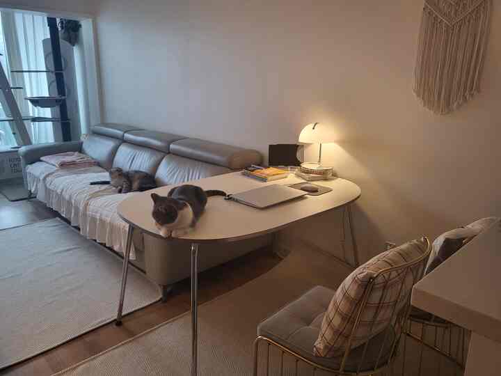 Natural-toned small apartment living room featuring a beige sofa and two cats on a white desk, creating a cozy atmosphere