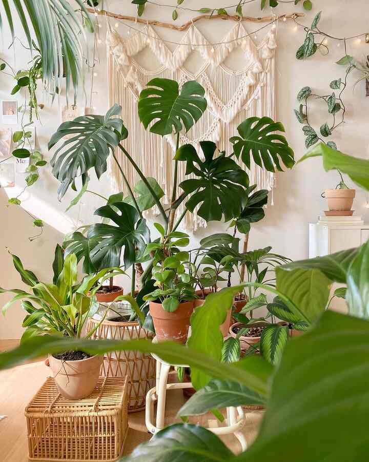 風水地理に良い植物たち。
今日は家に置くと良いオーラと祝福
インポートする植物を紹介します。✨

葉の先が尖った植物よりも葉
丸みを帯びた観葉植物が風水地理
いい植物だそうです。
丸い葉が人の心を快適に
作り、家の中で良いオーラ
呼んでくるそうです。 

