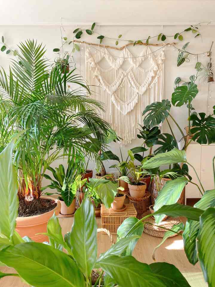 Plants that are good for air purification.✨
On days like these when fine dust is severe,
I am especially grateful for plants with excellent air purification abilities. Today, I will introduce some plants that are easy to grow and have excellent air purification abilities among the plants in my house.

