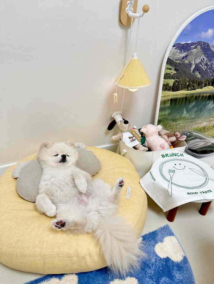 Warm yellow cushion in a cozy bedroom setting featuring a white dog relaxing comfortably in a pet-friendly space