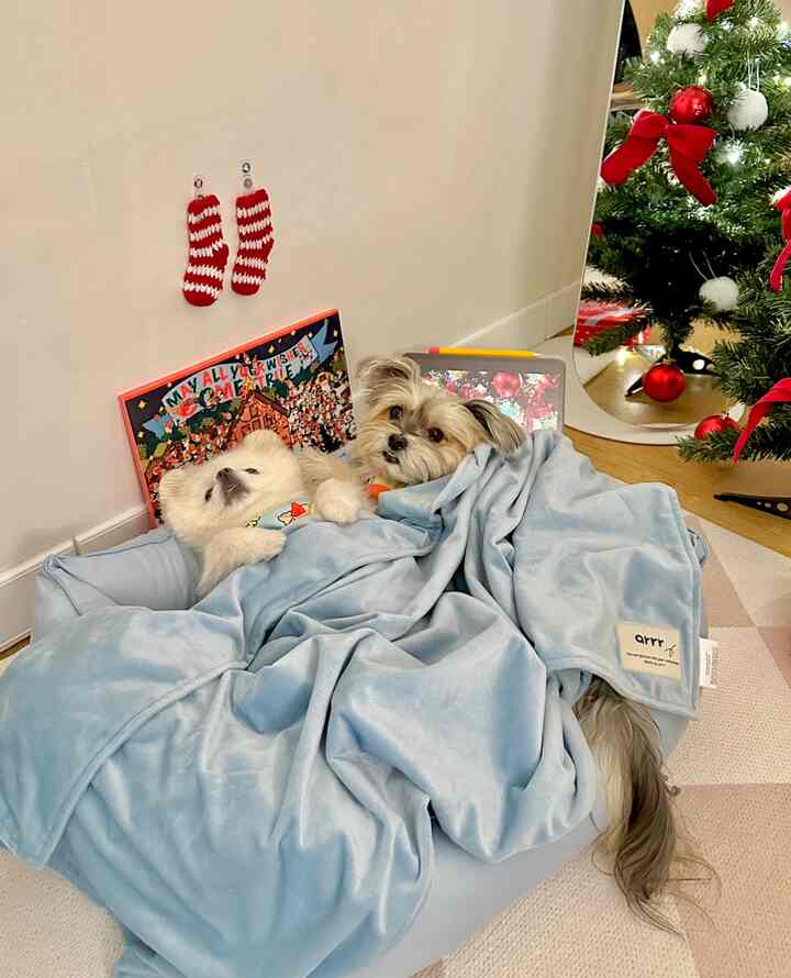 Cozy walk-in closet with soft blue blanket and cushion, featuring two dogs resting comfortably in a warm winter atmosphere