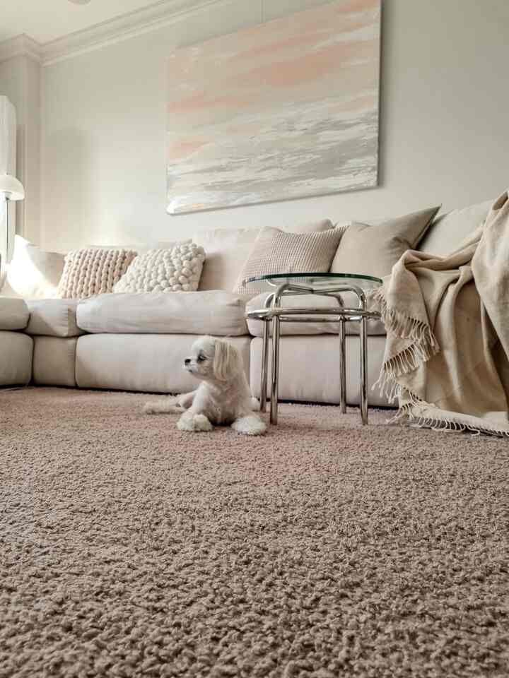 Beige and brown toned living room featuring a soft textured rug and sofa, with a dog comfortably lying, creating a cozy atmosphere