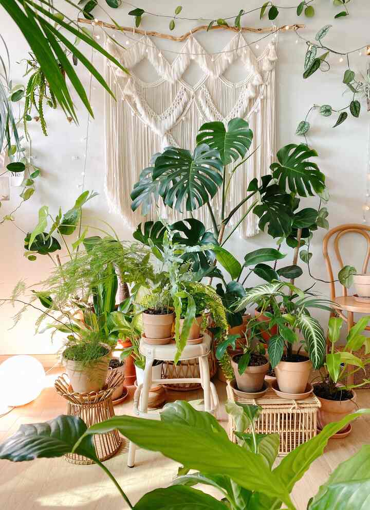 Green and beige toned living room featuring numerous plants and rattan furniture creating a natural atmosphere