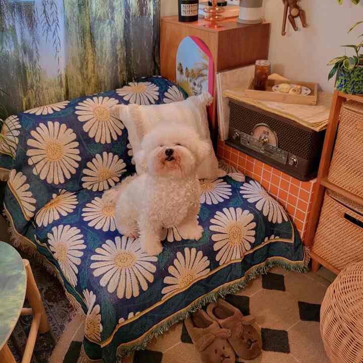 Cozy cafe-style living room with a dog sitting on a blue floral sofa