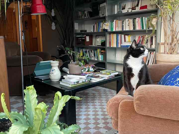 Warm-toned living room with brown sofas, bookshelf, plants and a black and white cat sitting on an armchair