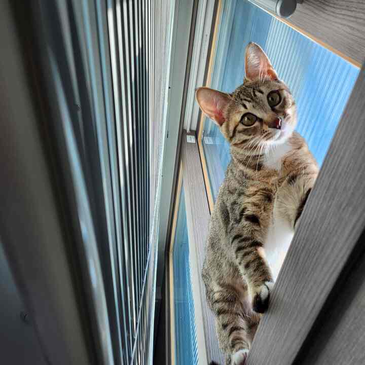 A natural color-toned living room window frame and blinds, featuring a cat sitting on the windowsill creating a cozy atmosphere