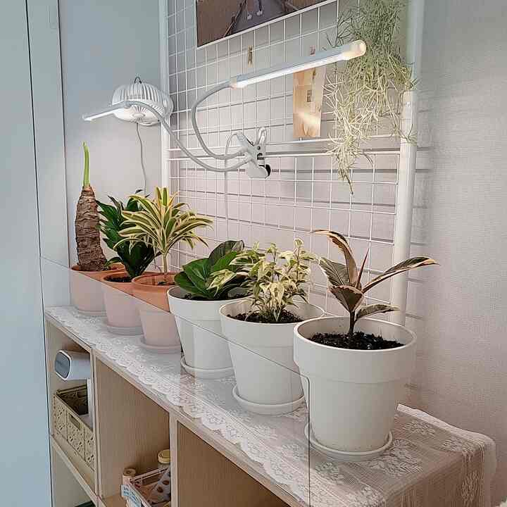 White-toned plant zone featuring assorted potted plants arranged on a shelf with natural accents