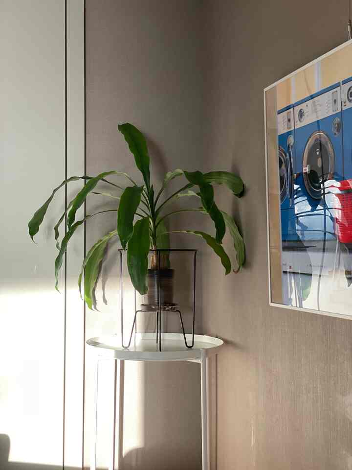 暖かいベージュの壁と白いプラントスタンドに緑の植物が置かれたモダンなコーナースペース