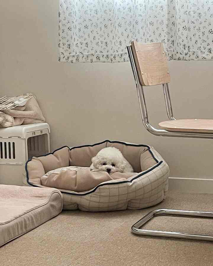 Beige-toned studio space featuring a dog bed centrally placed alongside a modern chair, creating a cozy pet-friendly interior