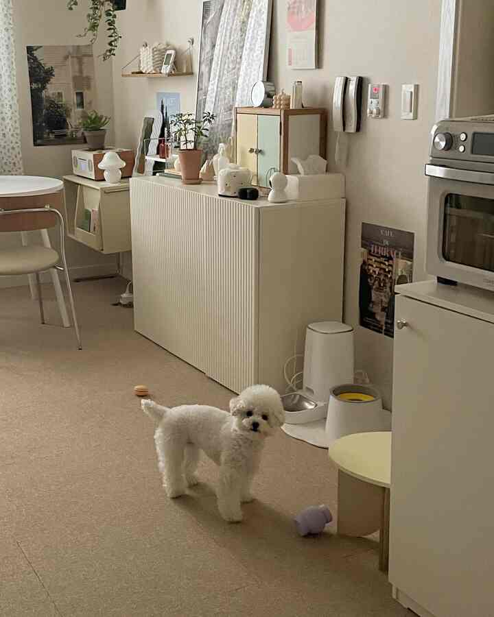 ベージュのナチュラルトーンのダイニングルーム、白い犬と複数のペット用おもちゃが配置された雰囲気のある空間