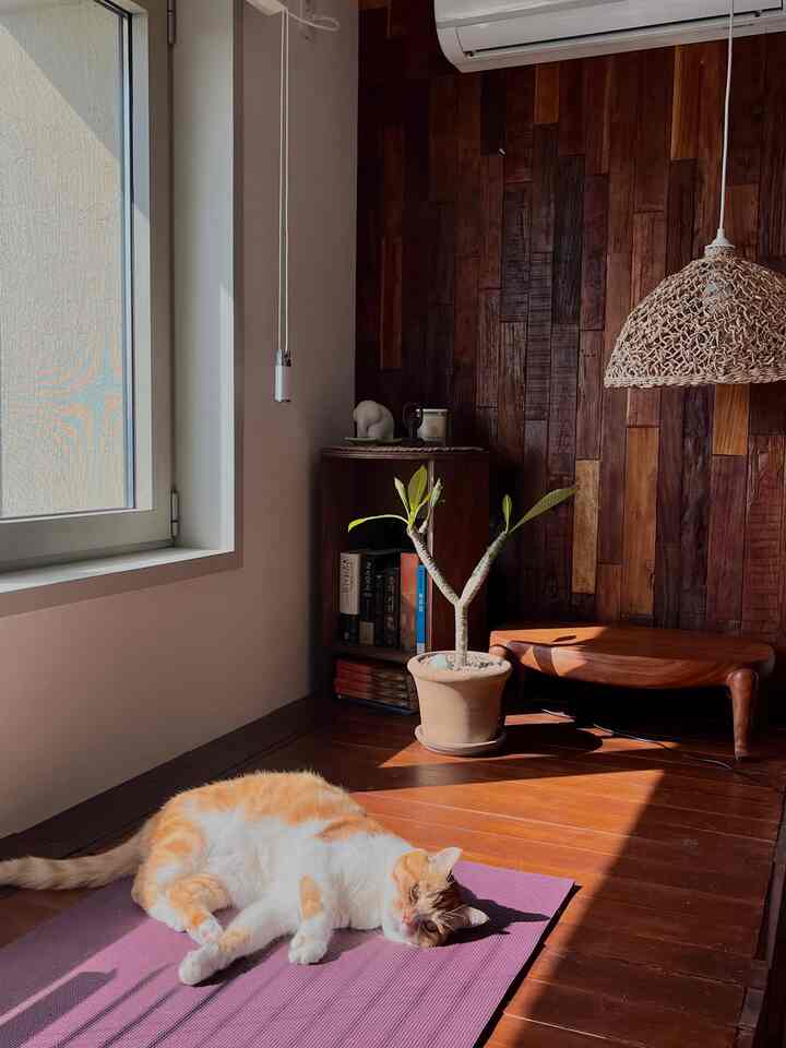 A warm natural-toned window nook with wood-paneled wall, featuring a cat resting on a purple yoga mat basking in sunlight