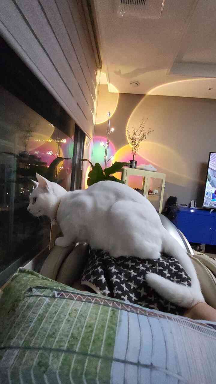 Bright white and natural tones living room featuring a white cat by the window, floor lamp with colorful light reflections creating cozy atmosphere