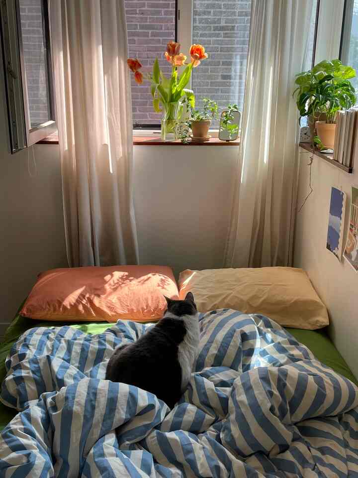 Cozy bedroom with soft white curtains and blue striped duvet, featuring a cat sitting on the bed