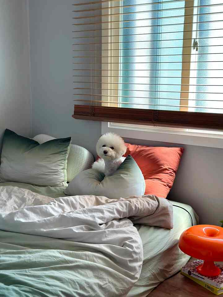 柔らかなホワイトとオレンジのトーンが調和する寝室、枕の上に座る犬がいる温かみのある空間