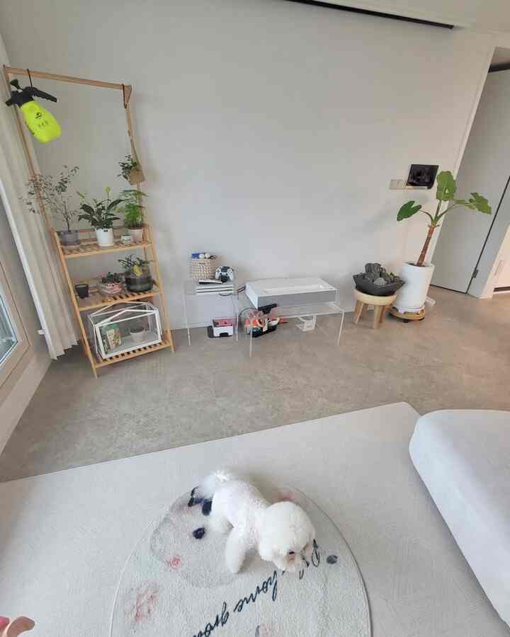 White and natural wood tones harmonize in this living room featuring a plant shelf and a pet dog, creating a cozy modern space