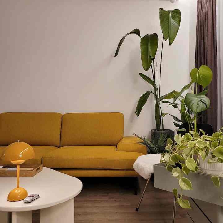 Bright living room with mustard sofa and green plants in a natural modern style