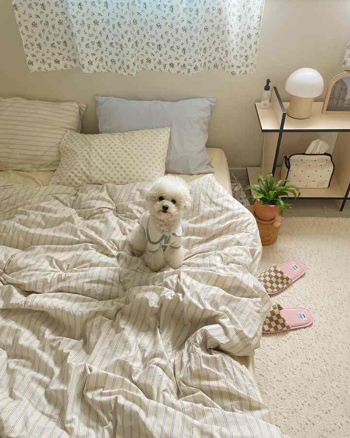Bright beige and white toned bedroom featuring a white dog sitting on rumpled striped bedding centrally positioned