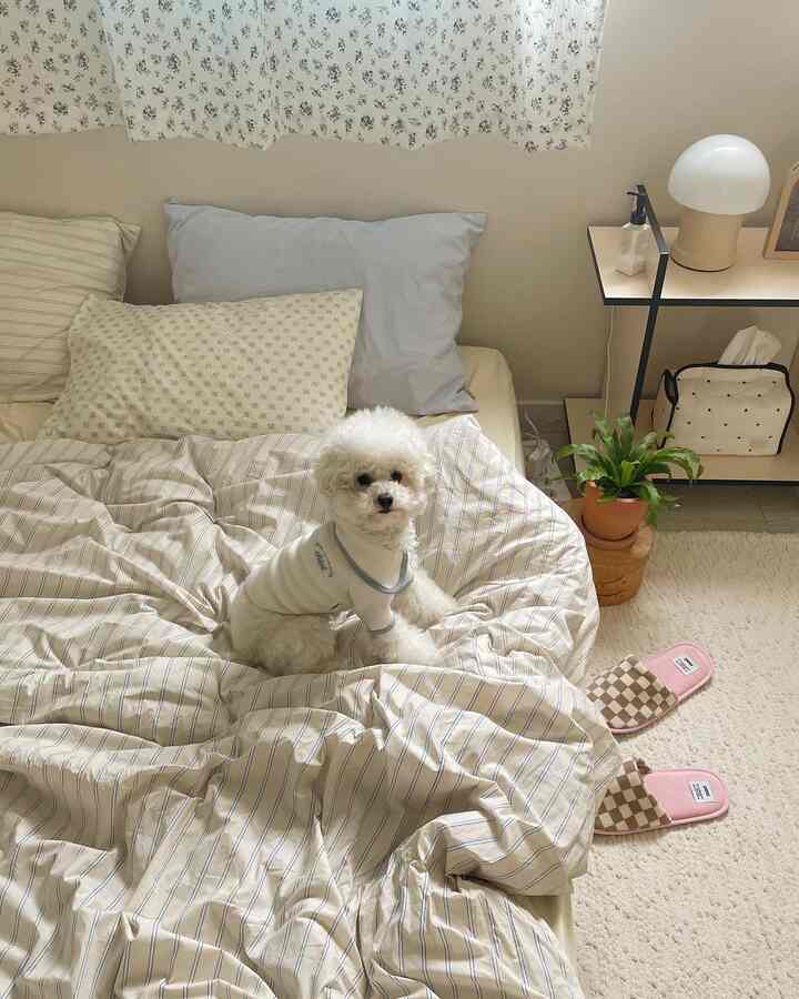 Soft beige and white toned bedroom featuring a dog sitting on the bed, creating a natural and cozy atmosphere