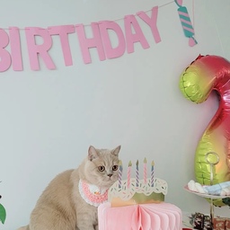 𝑯𝒂𝒑𝒑𝒚 𝑩𝒊𝒓𝒕𝒉𝒅𝒂𝒚💓반려동물 생일파티 어떻게 해야할까 고민되셨다면😉
우리 구름이 2번째 생일파티가 있었던 날🎂
첫 생일때는 어영부영 지나가서 
두살 생일때는 뭔가 더 예쁘게 꾸며주고 싶어 폭풍검색 💻 🖱 
아가들 돌잔치 상처럼 꾸며주는게 너무 예뻐보여
주섬주섬 사들인 플라잉타이거 소품들💓
 #오라이프3기 #파티 #라이프스타일 #가렌더 #가렌드 #숫자풍선 #로얄알버트 #고양이 #생일 #생일데코 #데코 #플라잉타이거코펜하겐 #핑크소품 #핑크인테리어 #핑크 #생일상 #펫테리어 #냥이 #생일파티 #반려동물 #오라이프