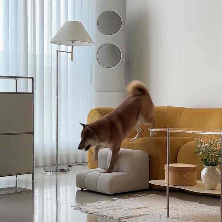 Natural color living room featuring a yellow sofa and white pet steps with a brown dog jumping down, creating a warm and cozy atmosphere