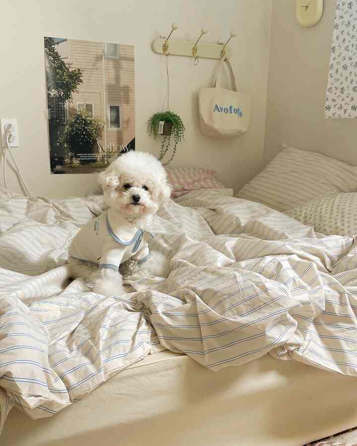 ベージュとパステルトーンの寝室、中央に白い犬が座る印象的で自然な雰囲気のインテリア