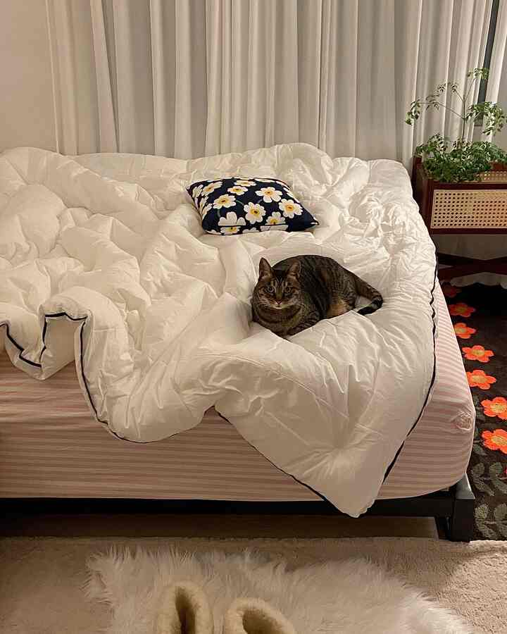 暖かいベージュ色調の寝室、白い寝具とベッドの上にいる猫が配置された雰囲気のあるインテリア