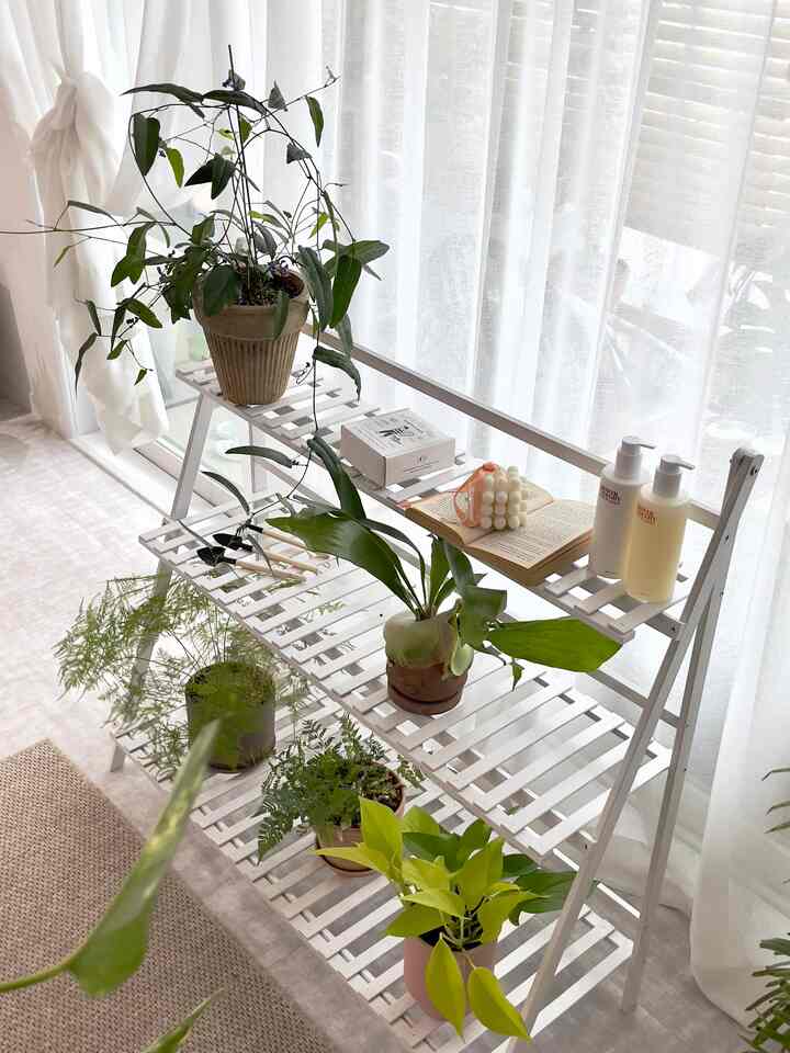 
原木の陳列台にしょっちゃ大好きなペット植物を載せておくとすっきりしていいですね。
