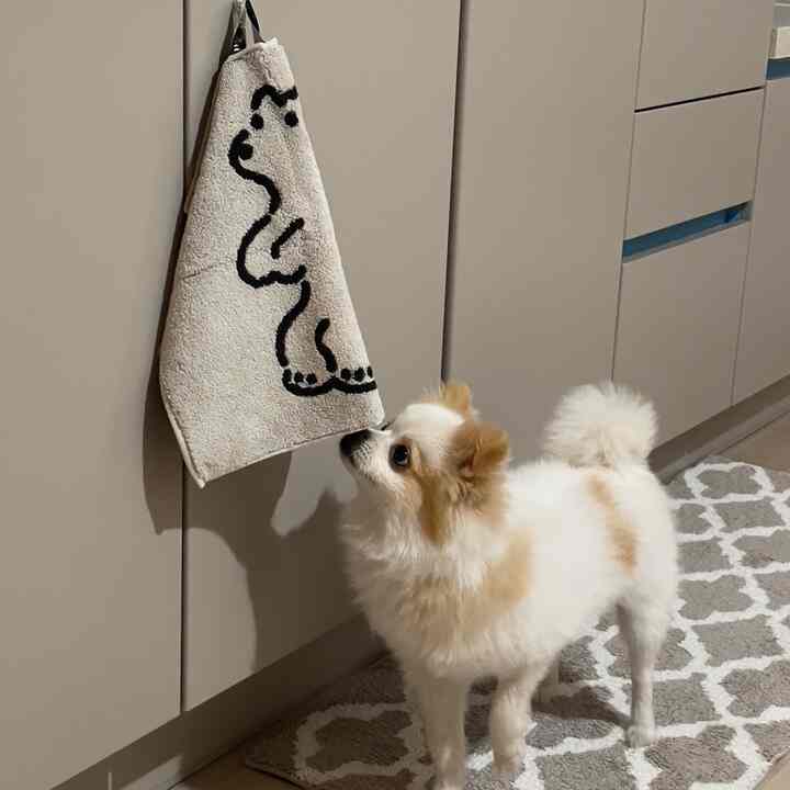 Beige-toned kitchen space featuring a dog, bath mat, and character towel with a cozy atmosphere
