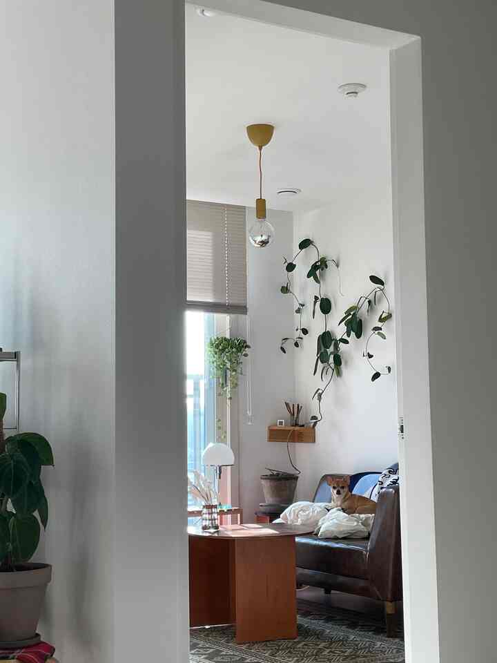 Recommended plant for wall decoration: Madagascar jasmine🌿

On a plain white wall, without any other interior, just one vine plant will create a very rich and fresh planter interior.