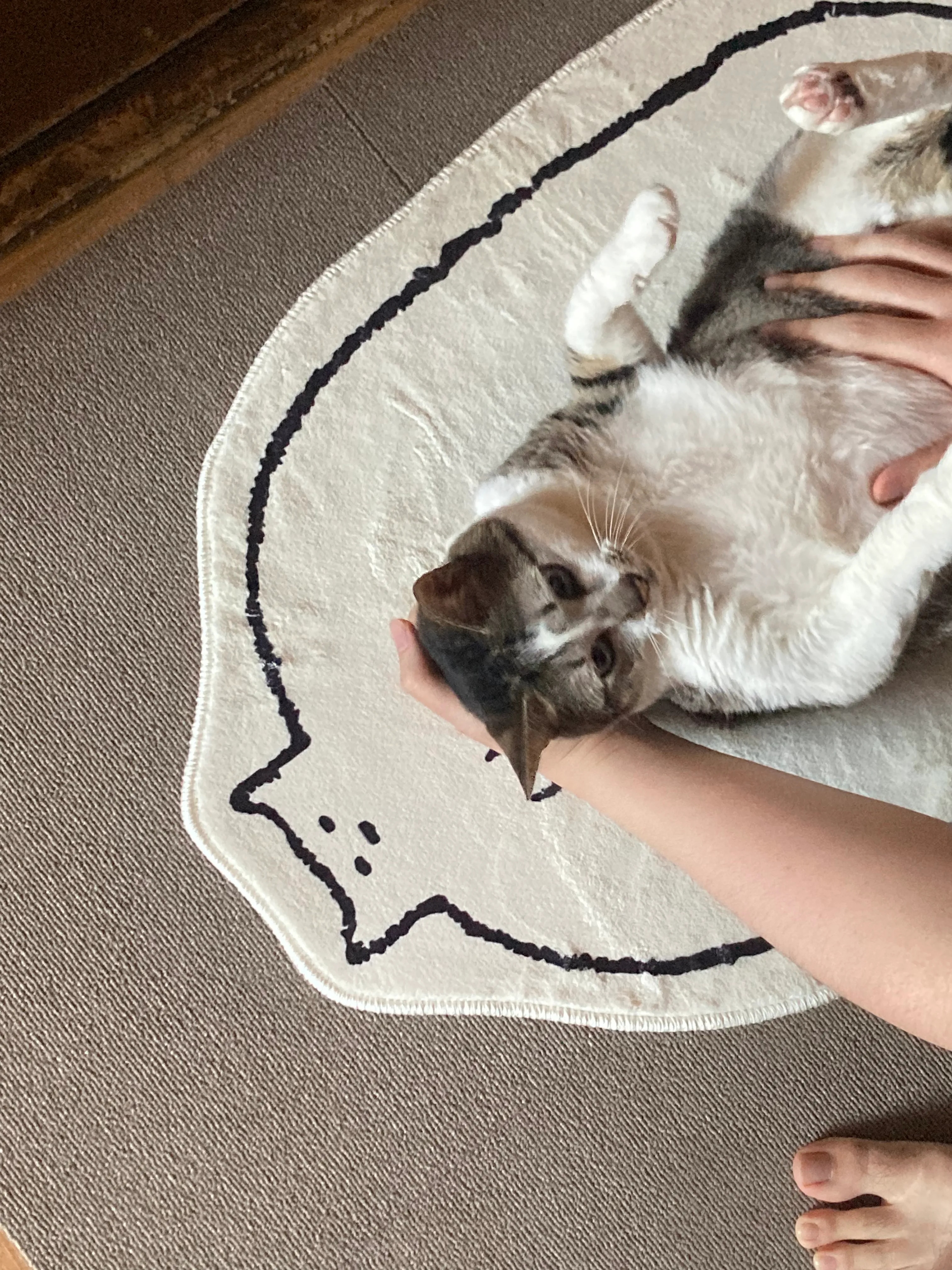 Chubby Cat Mat user photo
