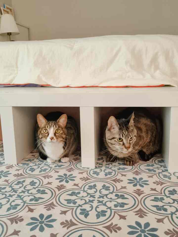 白いベッドフレームの下に二匹の猫が座っている落ち着いた寝室の空間