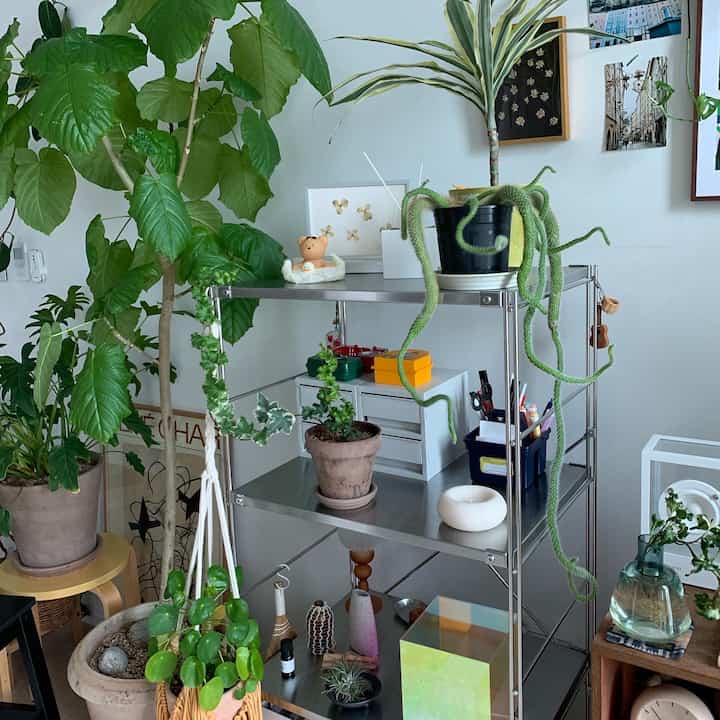 🪴Recommended air purifying fine dust prevention plants🪴

These days, I'm wearing a mask again because of fine dust😷

When I get home, fine dust is gone!🌿

I'll recommend some plants that emit fresh air😉