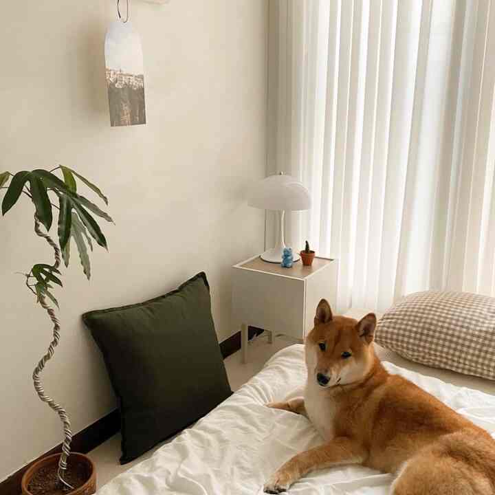 ホワイトとナチュラルカラーの寝室、犬とクッション、ナイトテーブル、植物が配置された雰囲気のあるインテリア